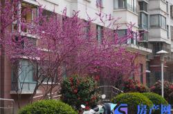 昆山城北丁香花园怎么样(昆山丁香花园属于哪个社区)