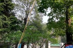 小区绿化什么时候干(小区绿化什么季节施工)