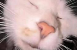 猫咪笑用什么软件(猫咪笑是怎么弄的)