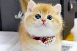 叫猫什么网站(谁有那个叫猫咪的软件)